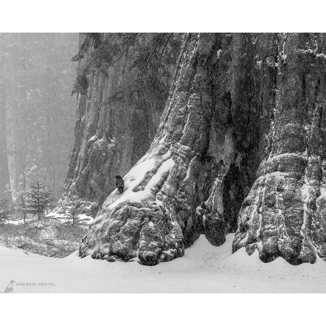 Sequoia, Snow and a Raven | Limited Edition Hand-Signed Fine Art